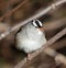 Puffed Up White Crowned Sparrow