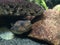 Puffer fish in the aquarium under the stone, balloonfish, globefish