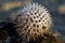 Puffer fish in Baja California,Mexico