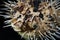 Puffer Fish on Black Background