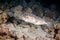 Puffer fish pufferfish on coral reef in Red Sea with diver and bubbles