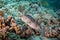 Puffer fish pufferfish on coral reef in Red Sea with diver and bubbles