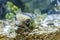 Puffer fish in tank at aquarium in coral background