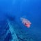 Puffer Fish Wildlife ocean fish tetraodon swimming near shipwreck in scuba diving Deep Sea in Thailand