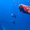 Puffer Fish Wildlife ocean fish tetraodon swimming near shipwreck in scuba diving Deep Sea in Thailand