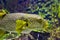 Pufferfish closeup