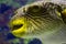 Pufferfish closeup