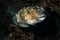 Pufferfish on a coral reef with a clearly exposed eye