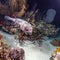 Pufferfish during night dive