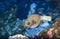 Pufferfish while scuba diving the coral reef in Thailand.