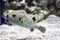 Pufferfish swimming in an aquarium