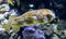 Pufferfish swims into image frame in an aquarium