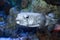Pufferfish Tetraodontidae or balloonfish