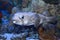 Pufferfish Tetraodontidae in sea water