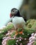 Puffin amid seapinks