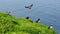 Puffin arriving on the shore of the island of Mykines