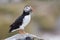 Puffin with beak full of plichards, Farne islands, Scotland