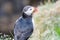 Puffin in the beautiful countryside nature of Hafnarholmi in Borgarfjordur Eystri in Iceland