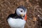 Puffin in the beautiful countryside nature of Hafnarholmi in Borgarfjordur Eystri in Iceland