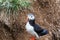 Puffin in the beautiful countryside nature of Hafnarholmi in Borgarfjordur Eystri in Iceland