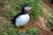 Puffin in the beautiful countryside nature of Hafnarholmi in Borgarfjordur Eystri in Iceland