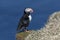 Puffin on a beautiful day in North Iceland