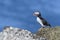 Puffin on a beautiful day in North Iceland