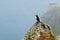 Puffin bird on foggy cliff in Norway, birdwatching Runde island natural habitat
