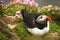 Puffin bird in the grass