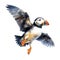 Puffin, Bird Illustration. Watercolor Style. AI Generated