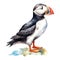 Puffin, Bird Illustration. Watercolor Style. AI Generated