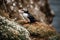 Puffin Bird Nesting On A Rocky Cliff. Generative AI