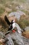 Puffin bird in Norway. Atlantic puffins seabird open wings wildlife nature birdwatching in natural habitat