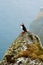 Puffin bird in Norway on foggy cliff birdwatching in natural habitat