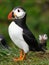 Puffin Birds Colony