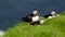 Puffin birds having a sunbath on Mykines island in Faroe Islands