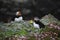 Puffin birds on Shetland Islands