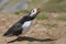 Puffin calling on Skomer Island in Pembrokeshire, Wales