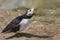 Puffin calling on Skomer Island in Pembrokeshire, Wales