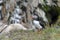 Puffin at Cape Bonavista, Newfoundland 1