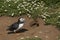 Puffin carrying fish to its burrow on Skomer Island in Pembrokeshire, Wales