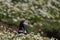 Puffin carrying fish to its burrow on Skomer Island in Pembrokeshire, Wales