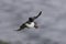 Puffin carrying food in beak