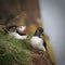Puffin chick