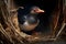 puffin chick eagerly waiting for meal