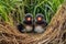 puffin chicks peering out from grassy burrow