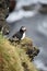 Puffin on a cliff with Atlantic ocea