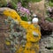 Puffin on the cliff face at Handa Island near Scourie in Sutherland on the north west coast of Scotland UK.