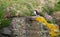 Puffin on the cliff face at Handa Island near Scourie in Sutherland on the north west coast of Scotland UK.