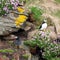 Puffin on the cliff face at Handa Island, small island near Scourie in Sutherland on the north west coast of Scotland UK.